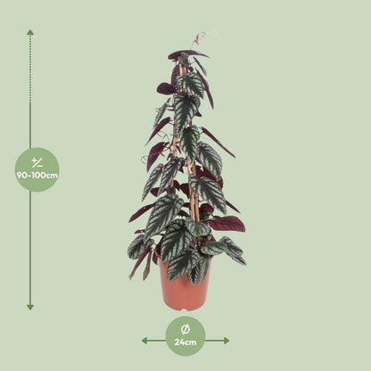 Cissus Antarctica – Pflegeleichte Kletterpflanze Ø24cm