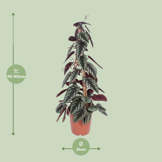 Cissus Antarctica – Pflegeleichte Kletterpflanze Ø24cm