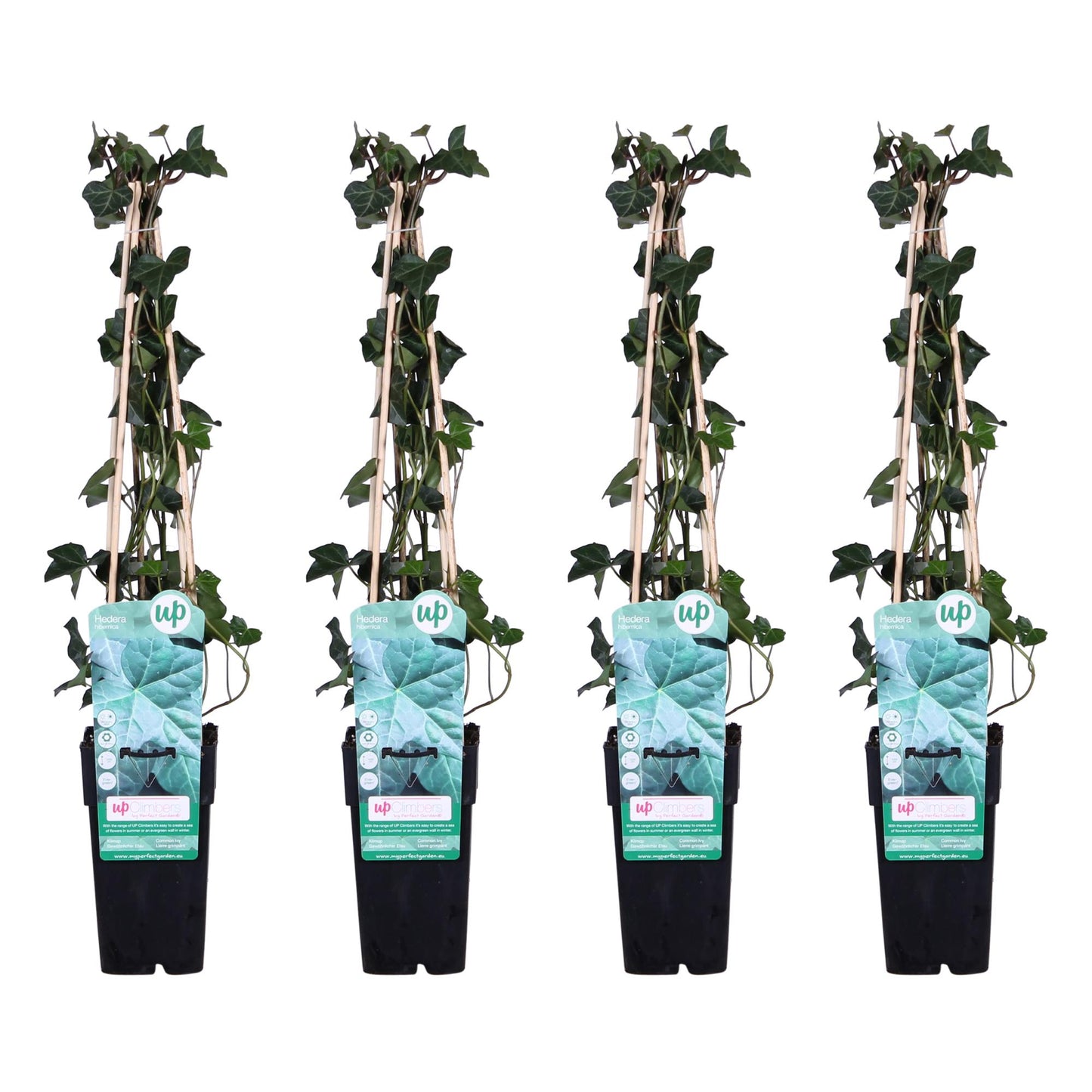 4x Hedera hibernica – Pflegeleichter Efeu Ø15cm, 65cm hoch