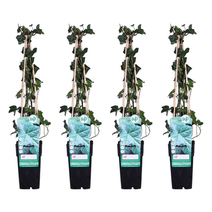 4x Hedera hibernica – Pflegeleichter Efeu Ø15cm, 65cm hoch