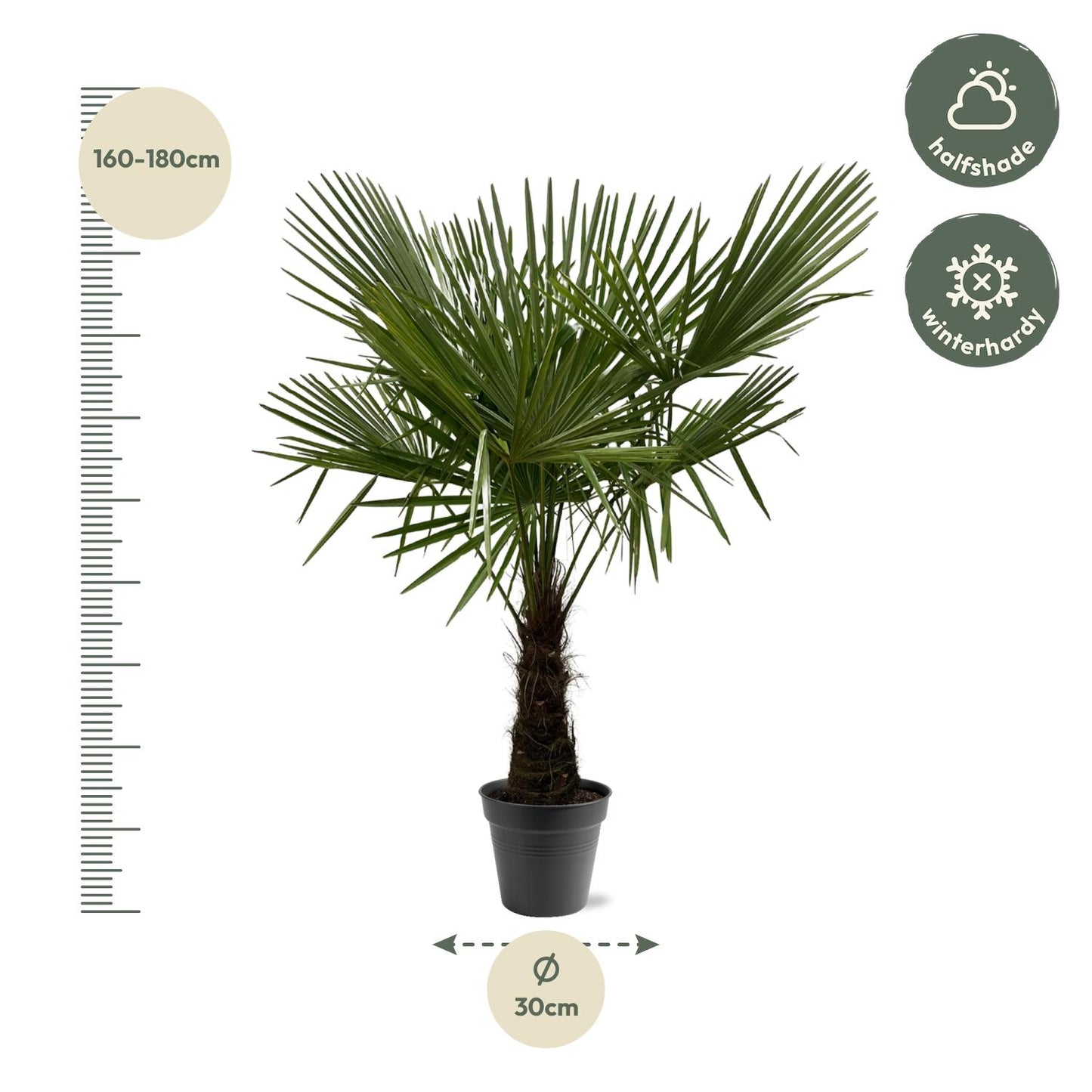 Trachycarpus Fortuneii Palme – 160-180 cm, Ø30 cm