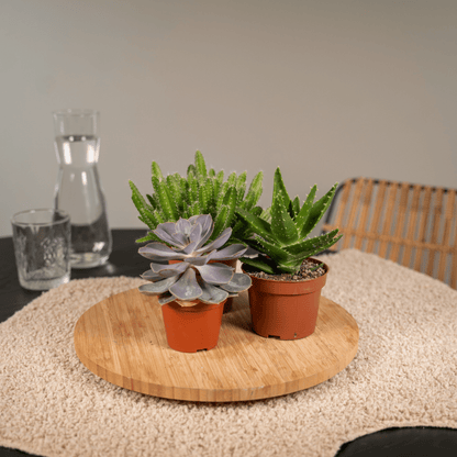 Sukkulenten Mix 12er Set Ø 10,5 cm – Pflegeleicht & Trendpflanze