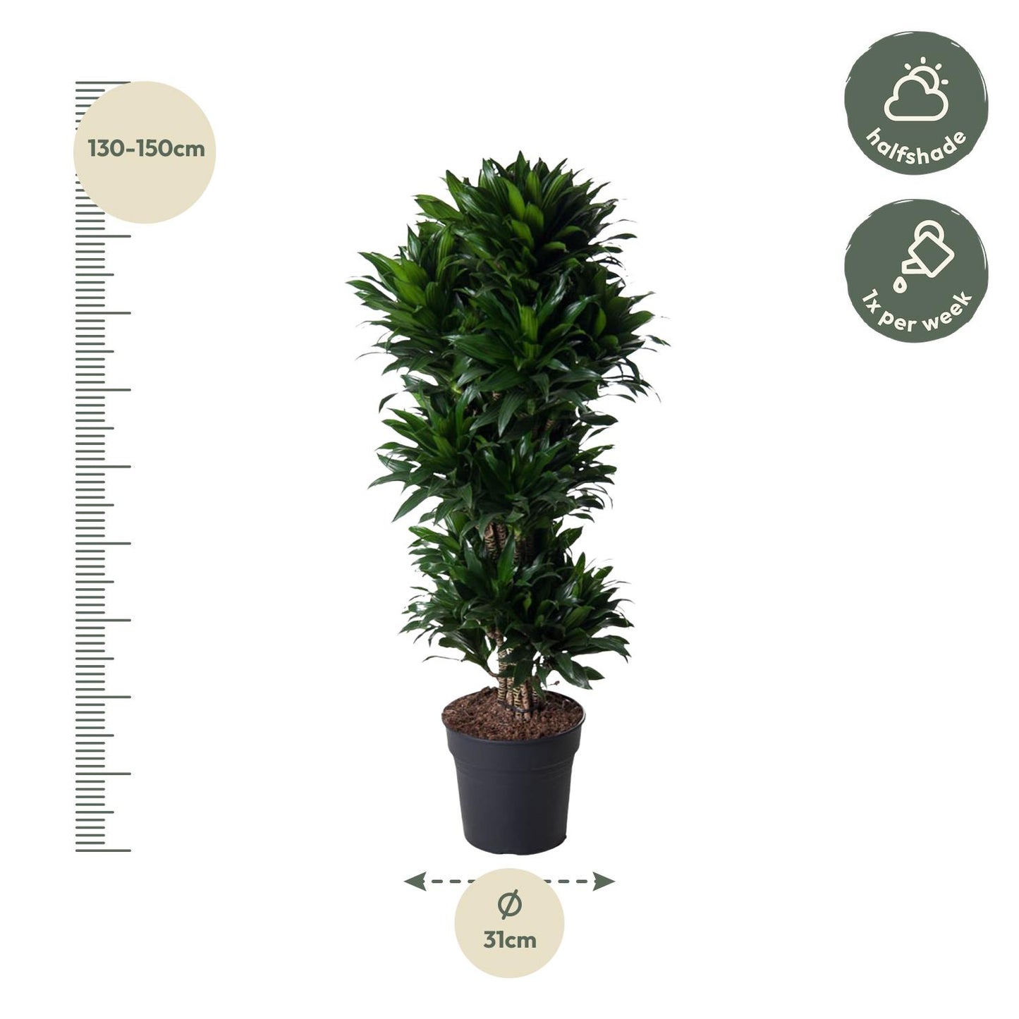 Dracaena Compacta Carrousel – 140 cm, pflegeleicht