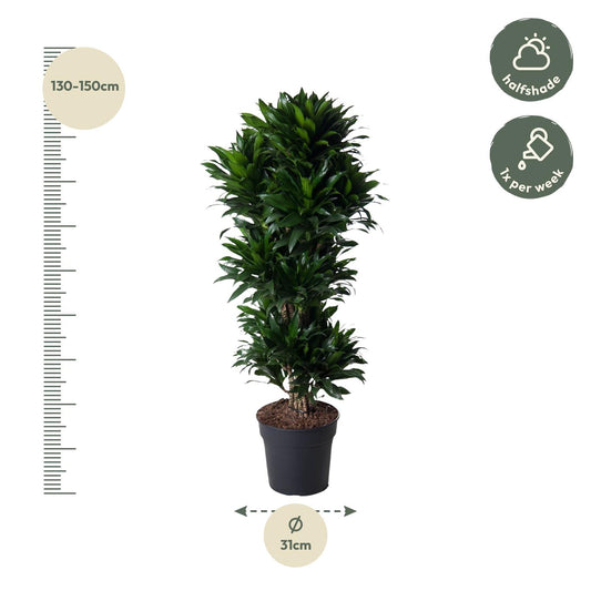 Dracaena Compacta Carrousel – 140 cm, pflegeleicht