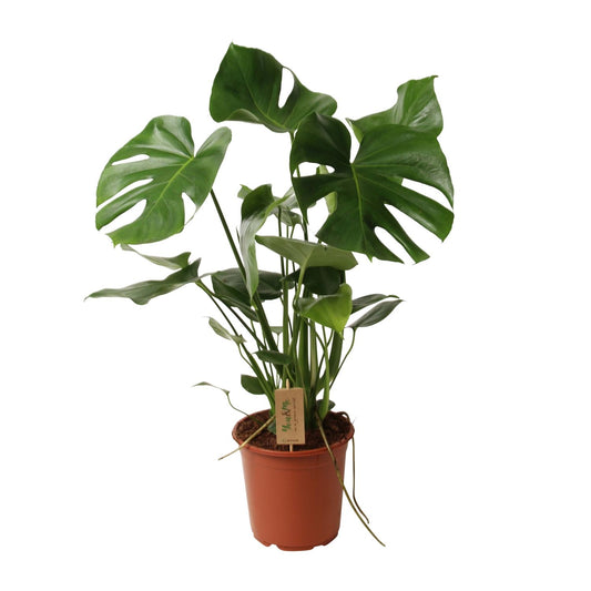 Monstera Deliciosa – Tropisches Fensterblatt 60 cm