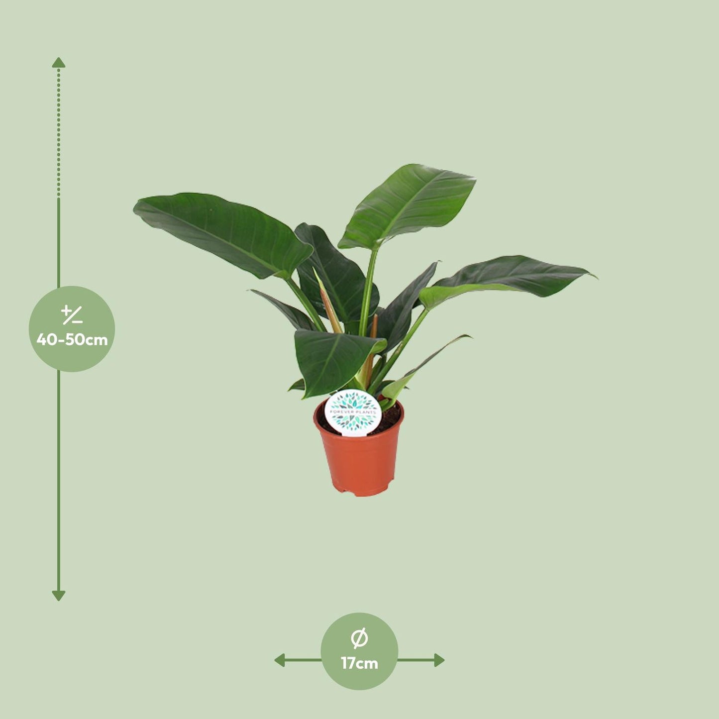 Philodendron Imperial Green – Pflegeleichte Zimmerpflanze Ø17cm
