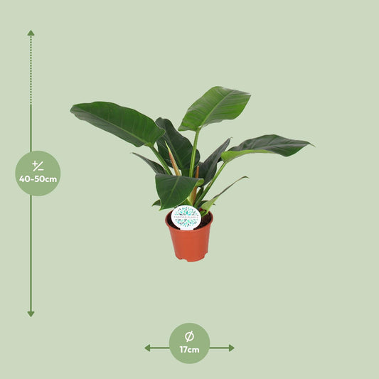 Philodendron Imperial Green – Pflegeleichte Zimmerpflanze Ø17cm