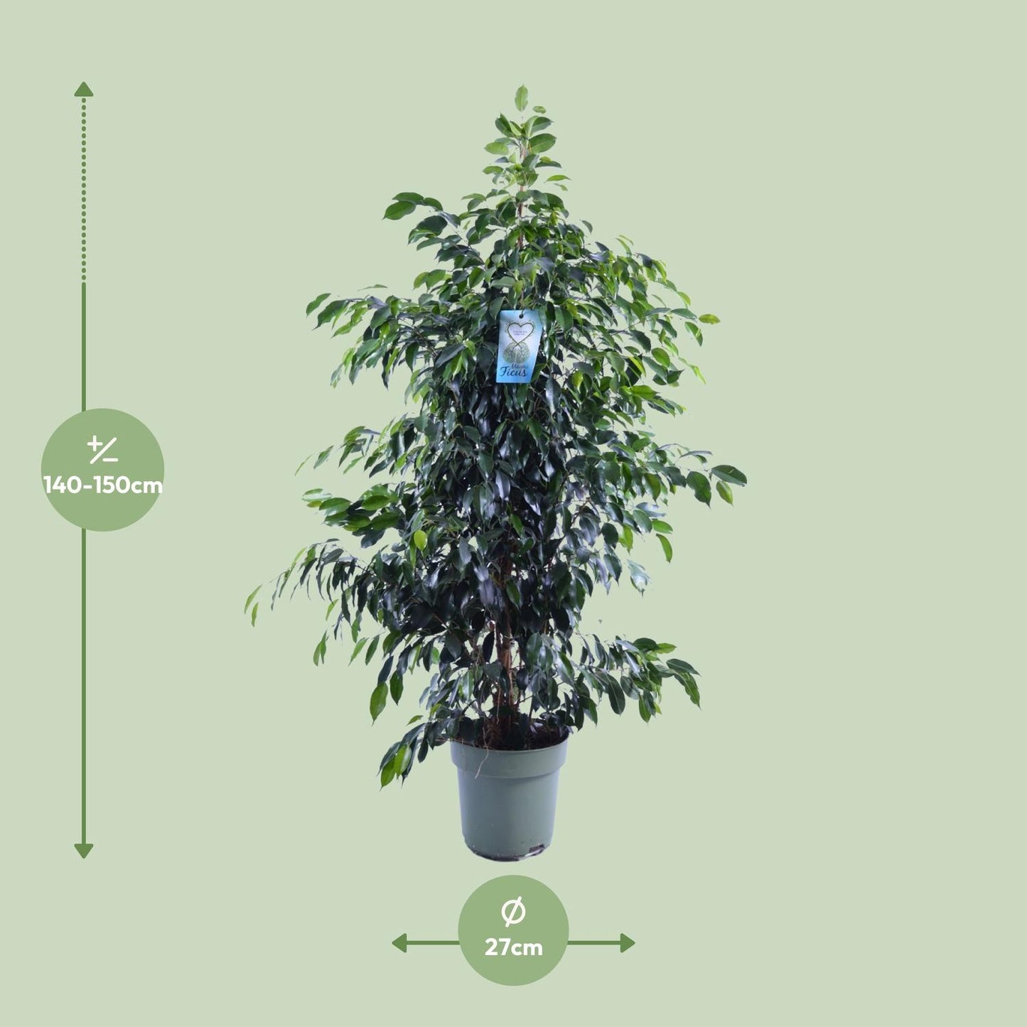 Ficus Benjamina Midnight Lady – Elegante Zimmerpflanze Ø27cm