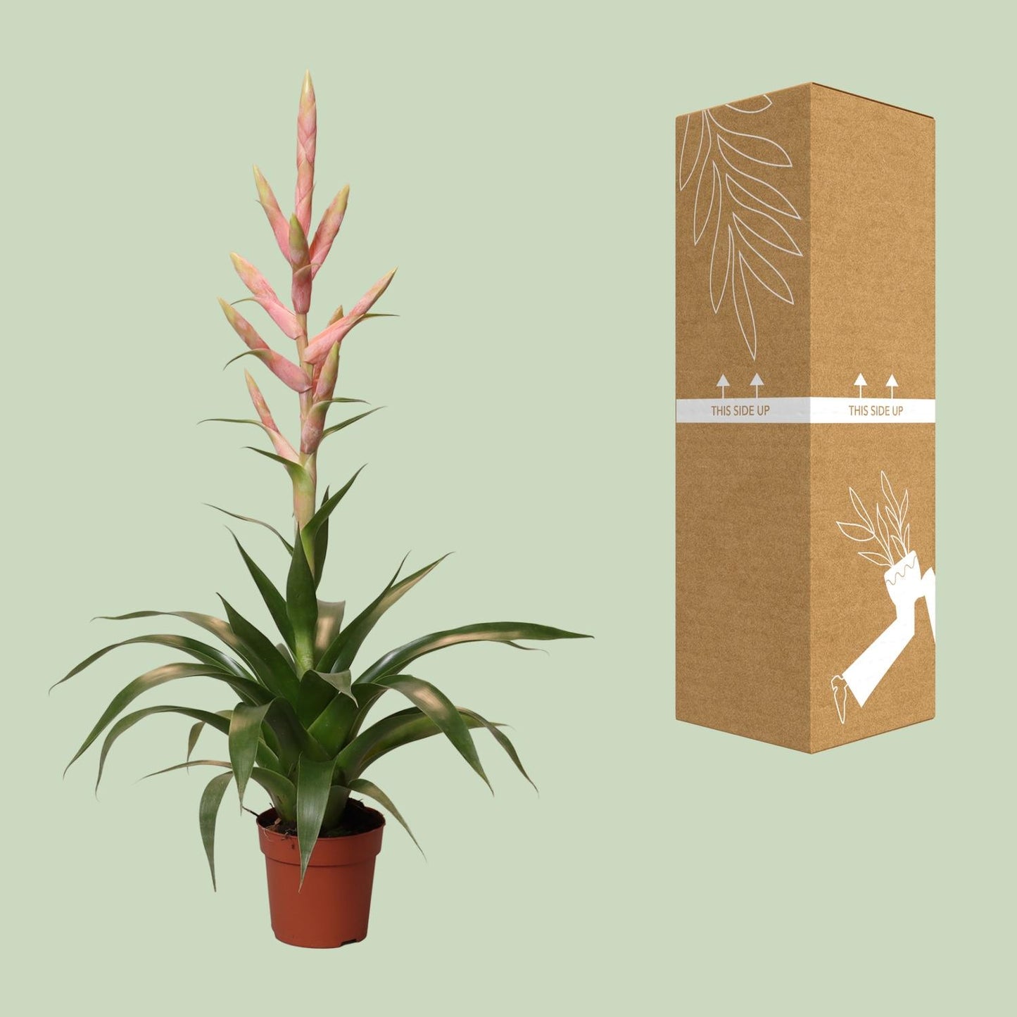 Tillandsia Dolce – pflegeleichte Luftpflanze Ø12cm, 60cm hoch