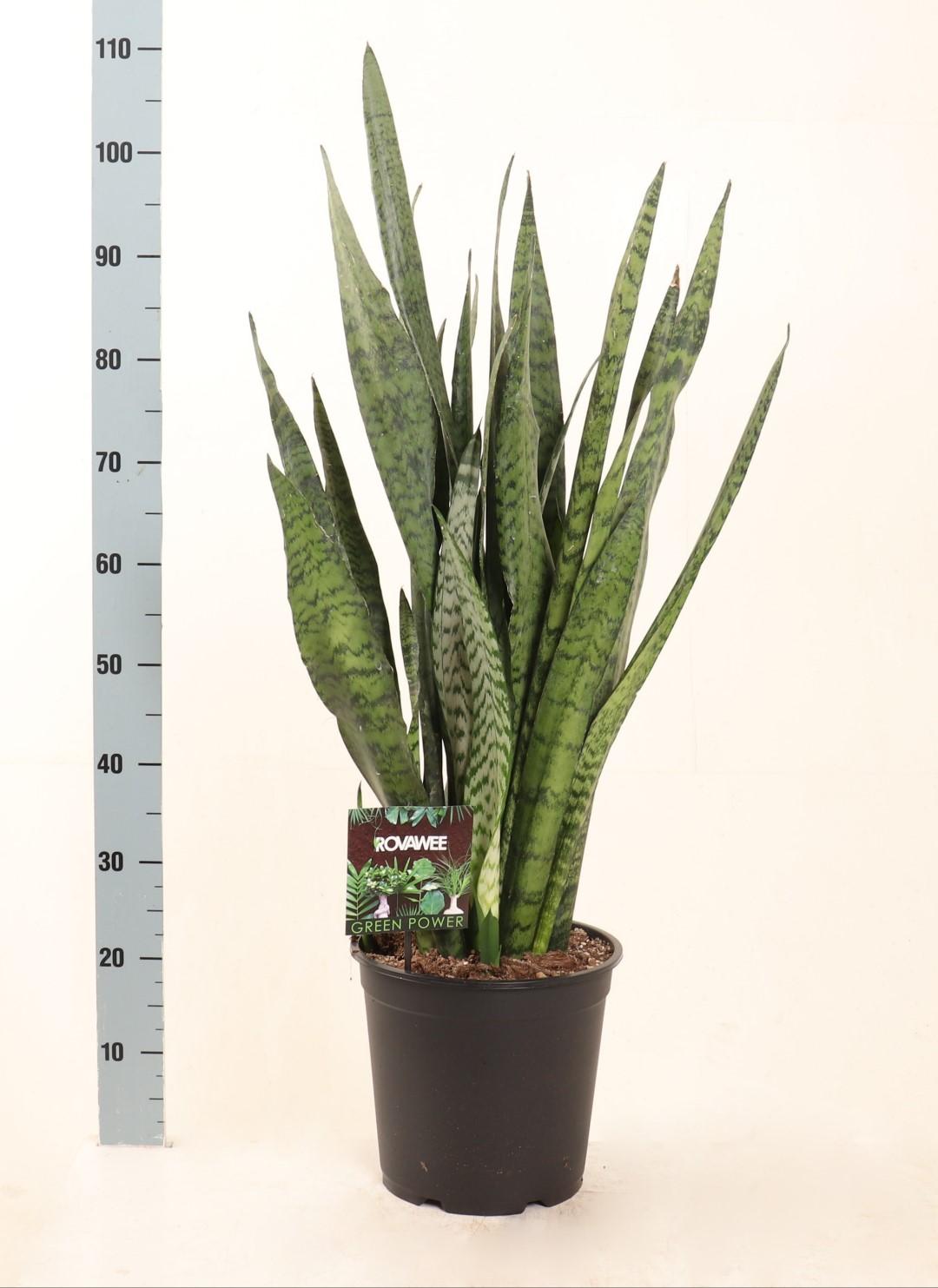 Sansevieria Zeylanica Ø27 cm – Pflegeleichte Luftreiniger-Pflanze