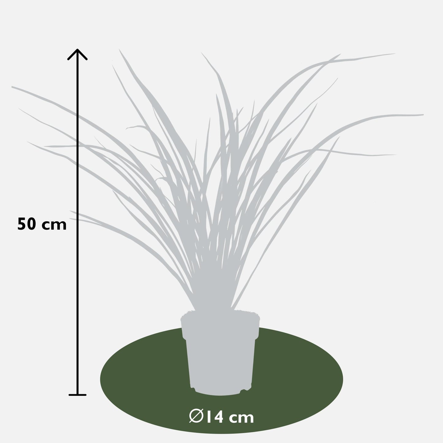 Phormium 'Rubra Nana' – Robustes Ziergras Ø14cm