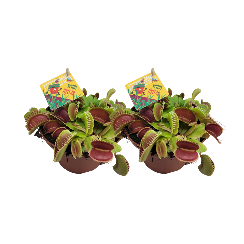 Venusfliegenfalle Dionaea Muscipula 2er-Set Ø12cm