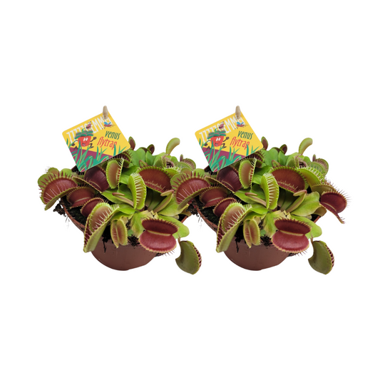 Venusfliegenfalle Dionaea Muscipula 2er-Set Ø12cm