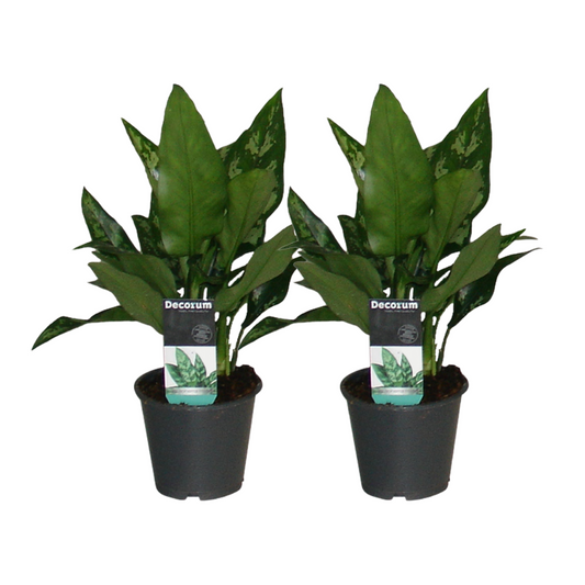 Aglaonema Maria 2er-Set – Pflegeleichte Zimmerpflanze 30 cm