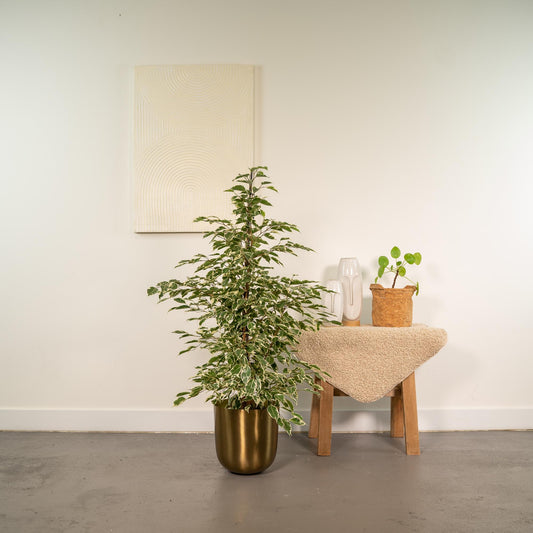 Ficus benjamina Twilight – Elegante & pflegeleichte Zimmerpflanze Ø21cm