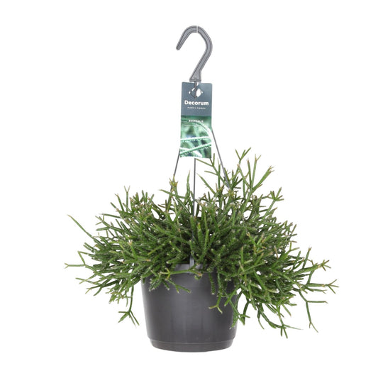 Rhipsalis Burchellii – Pflegeleichte Zimmerpflanze Ø17cm