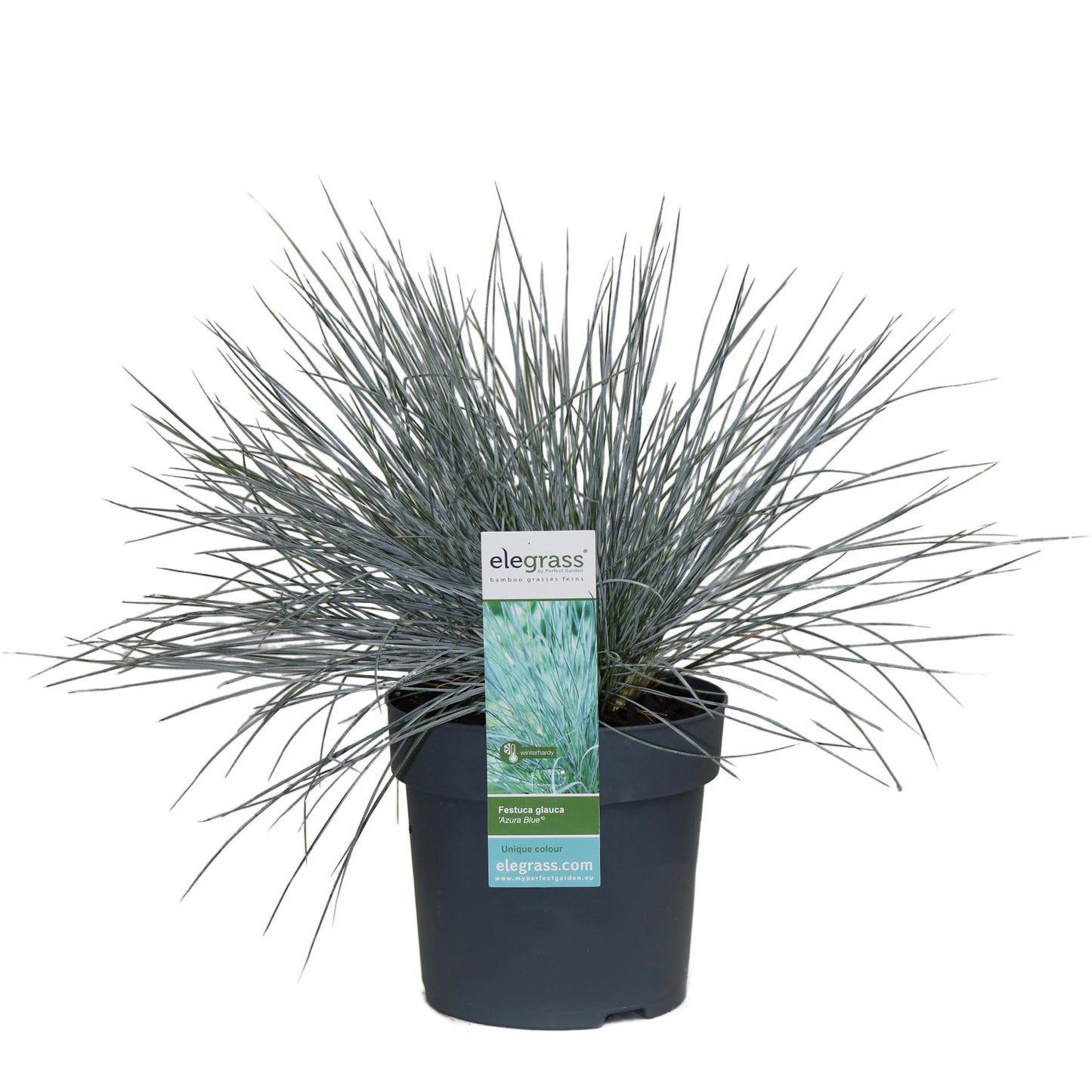 Festuca glauca Azura Blue – Silberblaues Ziergras Ø14cm