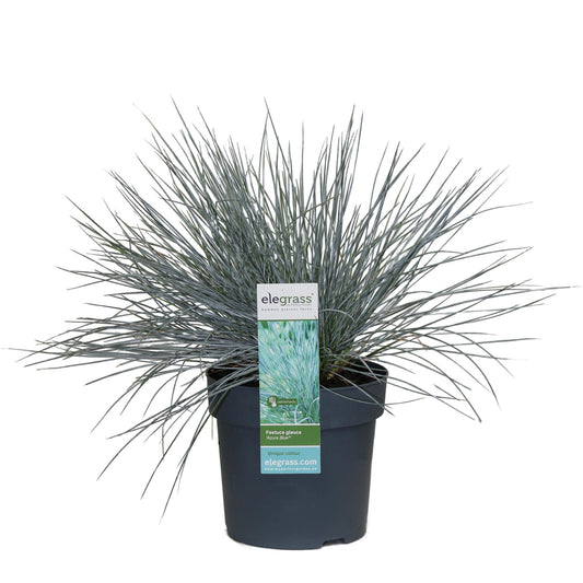 Festuca glauca Azura Blue – Silberblaues Ziergras Ø14cm