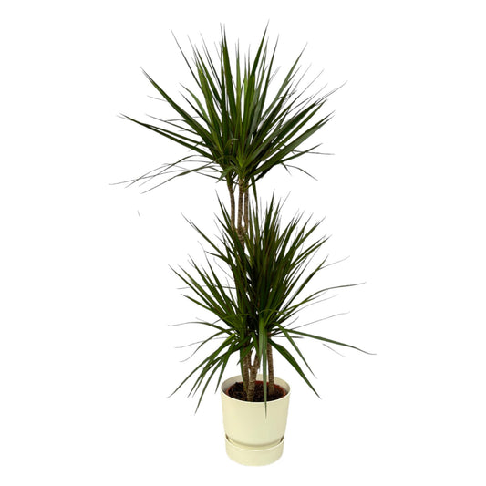 Dracaena Marginata – Elegante Zimmerpflanze 120 cm im Topf