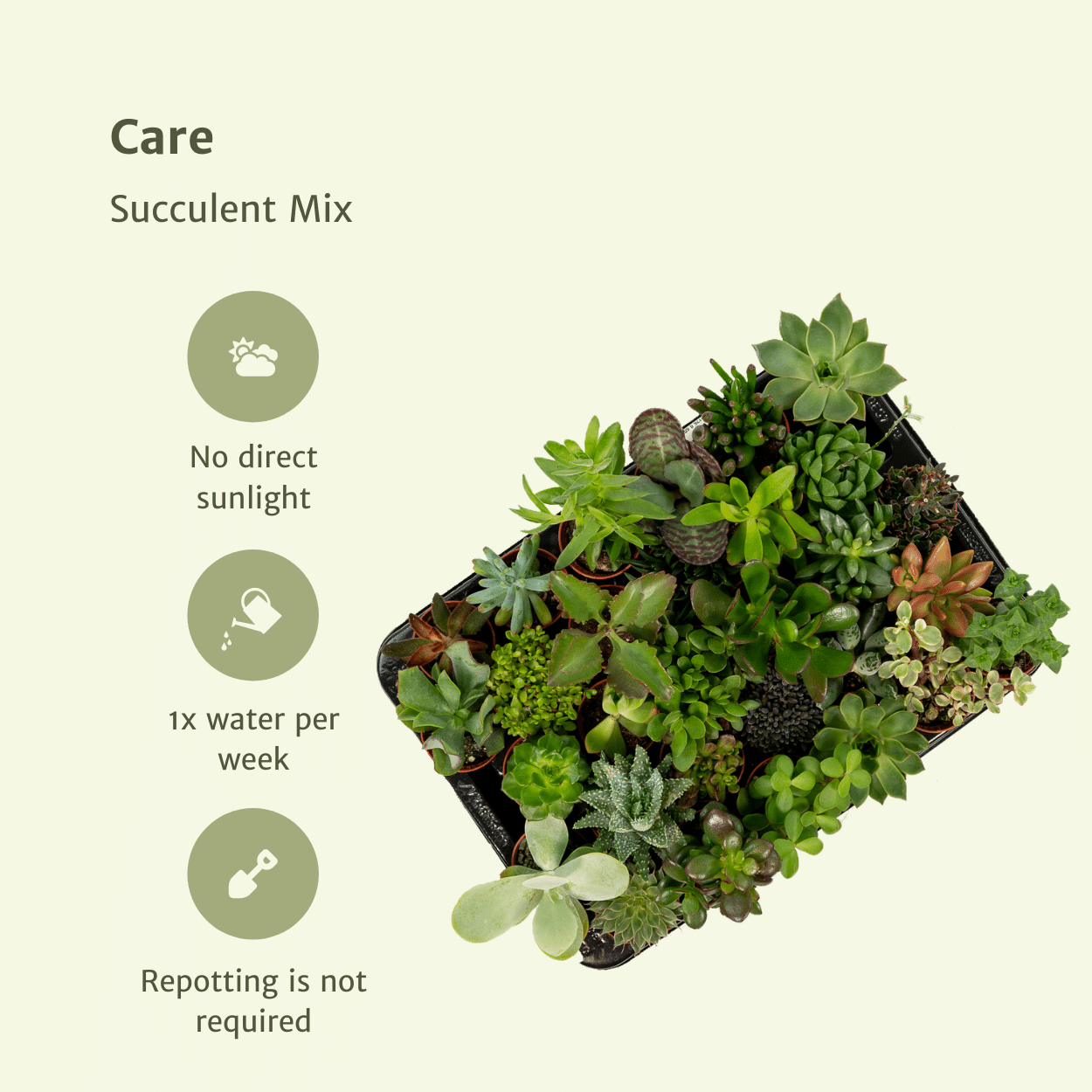 Sukkulenten Mix – 10 pflegeleichte Zimmerpflanzen Ø 5,5-7 cm