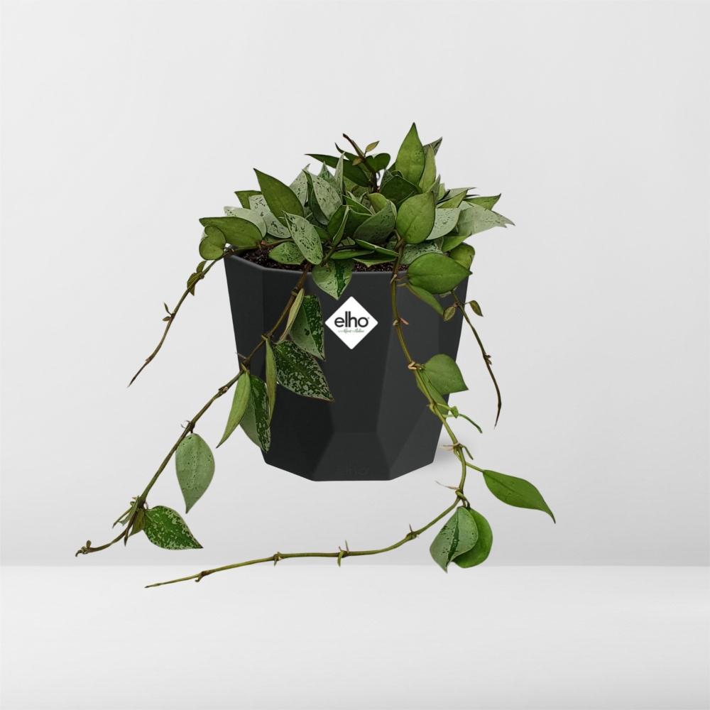 Hoya Krohniana Eskimo – pflegeleichte Wachsblume 14 cm