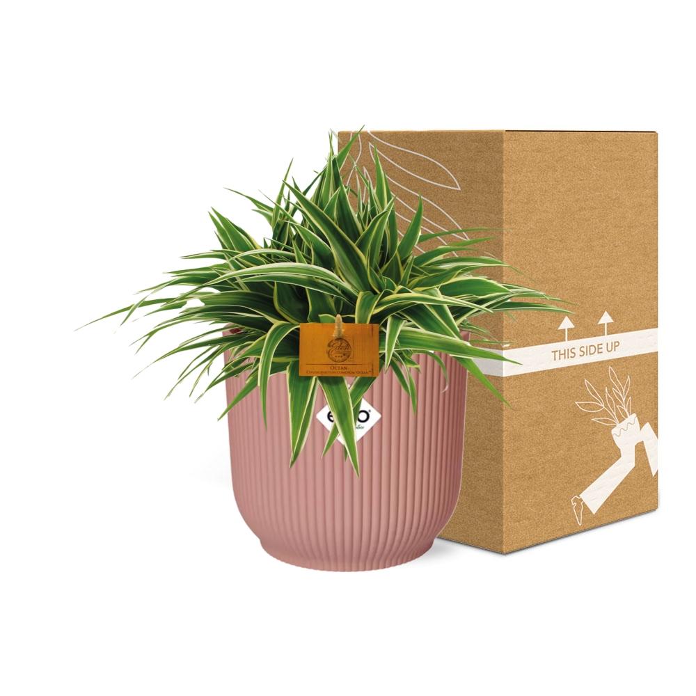 Chlorophytum Ocean 15cm im ELHO Vibes Fold Topf rosa