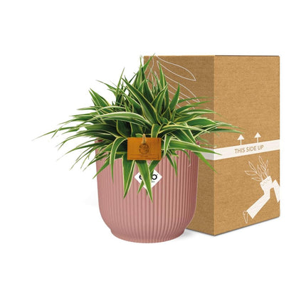 Chlorophytum Ocean 15cm im ELHO Vibes Fold Topf rosa