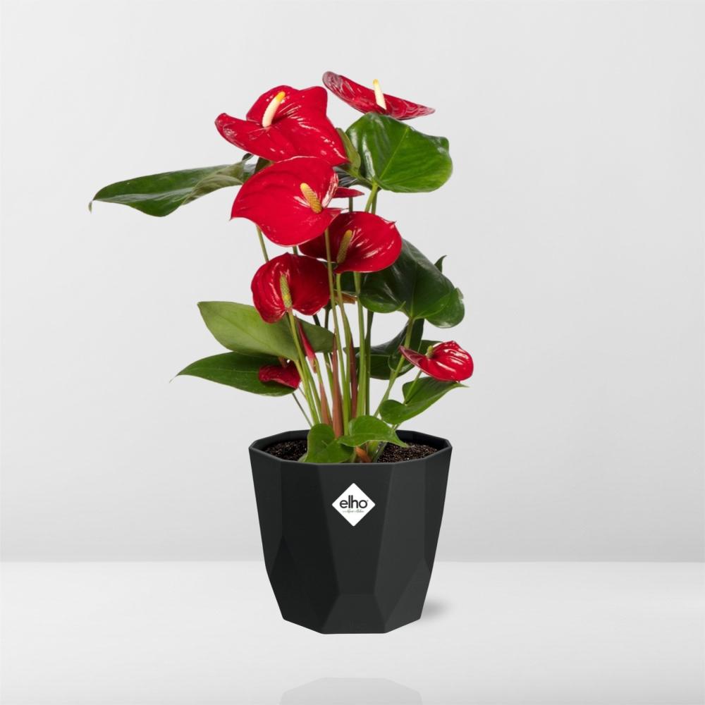 Anthurium Red 12 cm im schwarzen Zierkübel