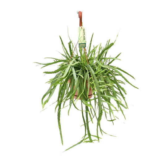 Lepismium Bolivianum – Pflegeleichter Hängekaktus Ø17 cm