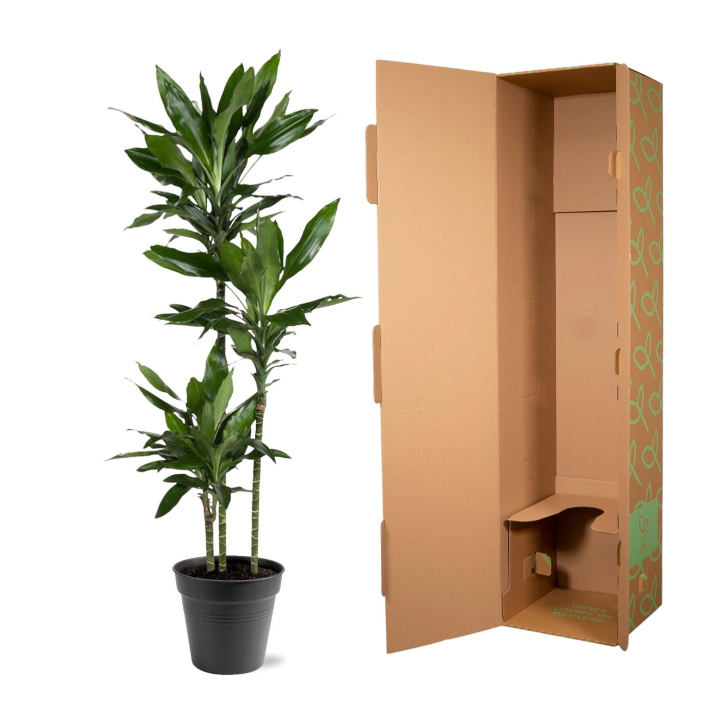 Dracaena Janet Lind – Elegante, pflegeleichte Zimmerpflanze 150-160 cm