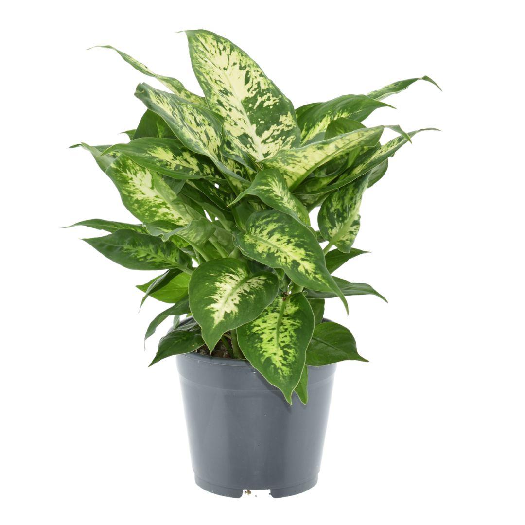 Dieffenbachia Compacta – Pflegeleichte, luftreinigende Zimmerpflanze Ø14cm