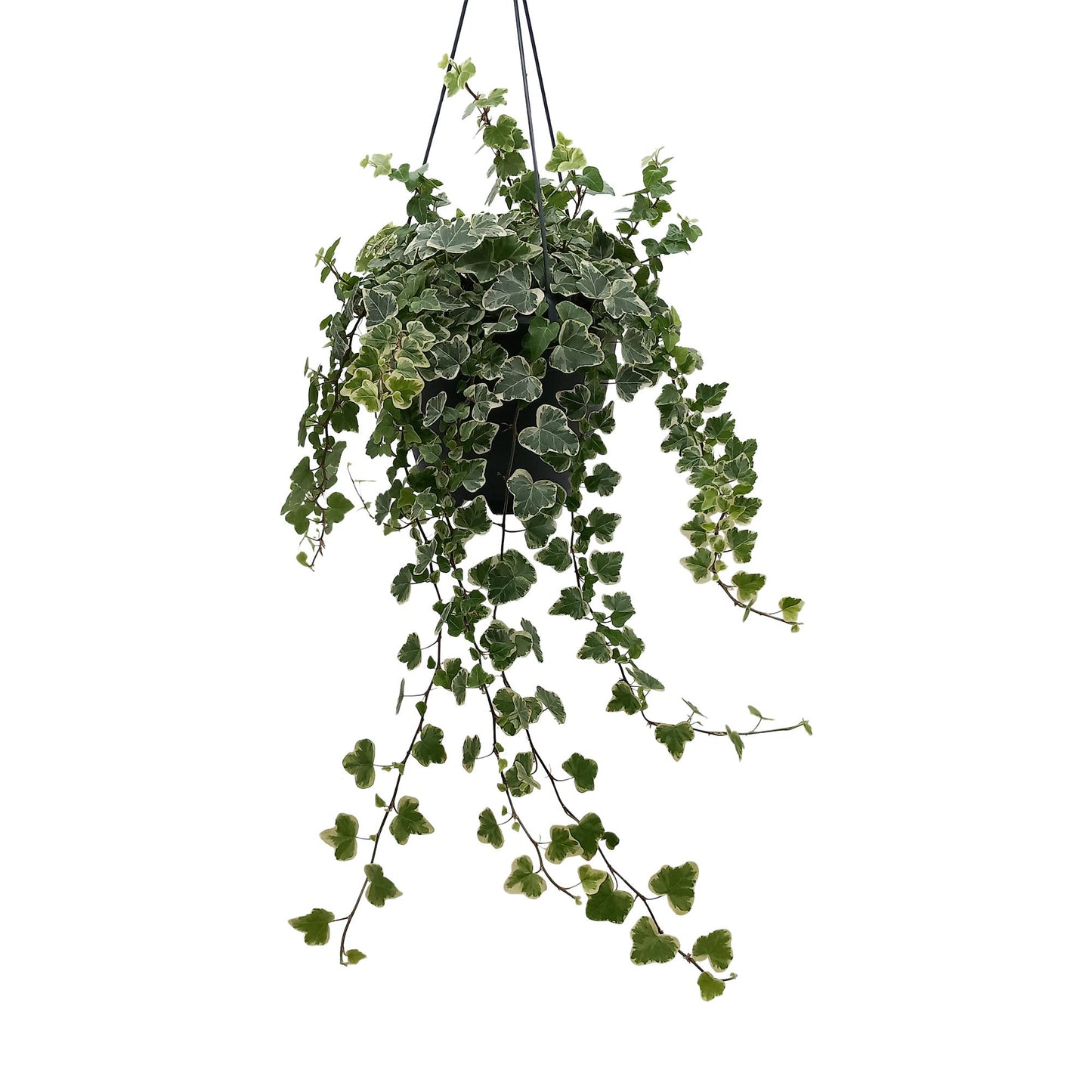 Hedera Helix White – Pflegeleichte Efeupflanze Ø19cm