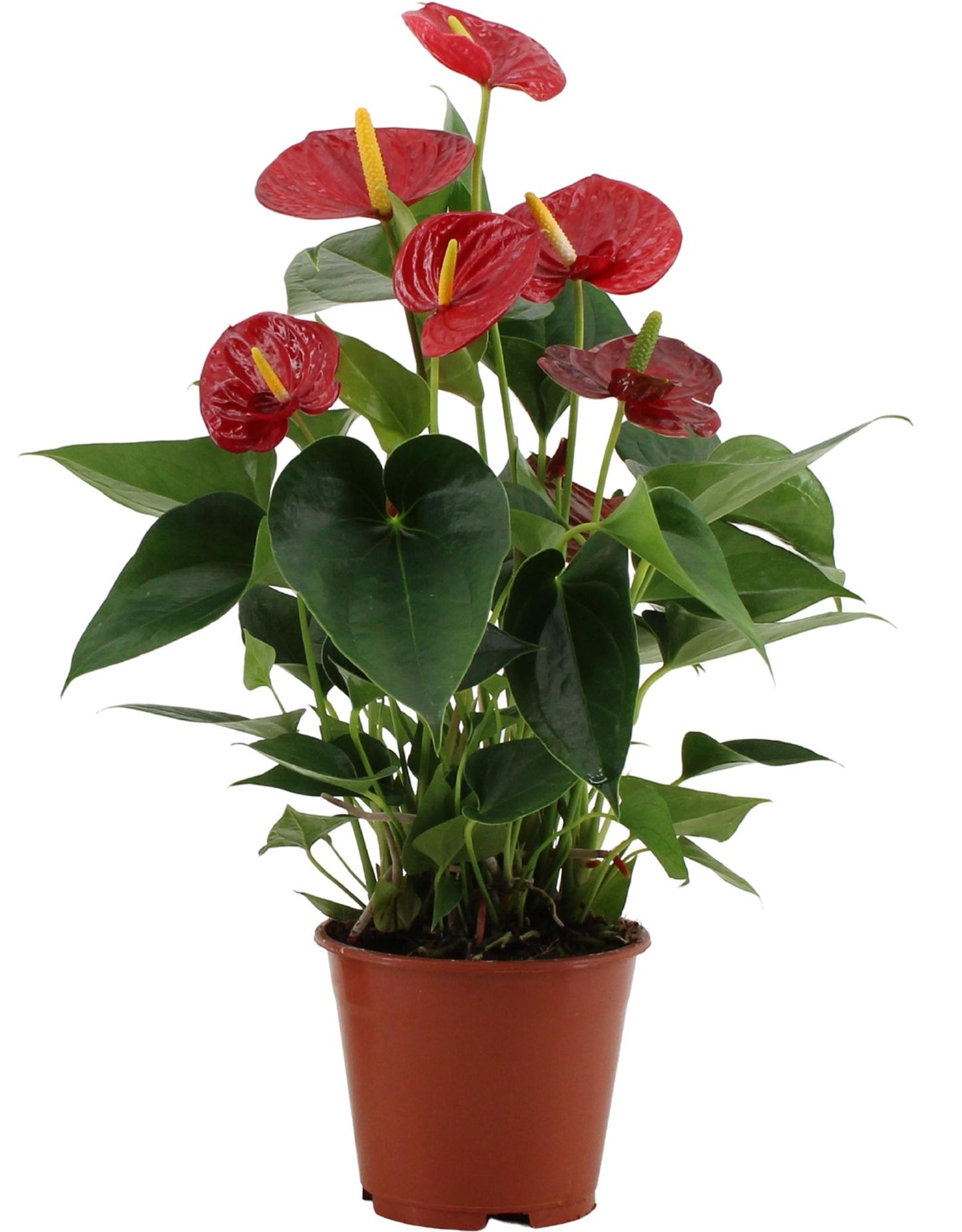 Anthurie 'Success Red' – Rote Flamingoblume im Topf