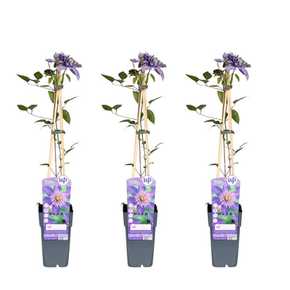 3x Clematis Multi Blue – Blühende, pflegeleichte Kletterpflanze Ø15cm