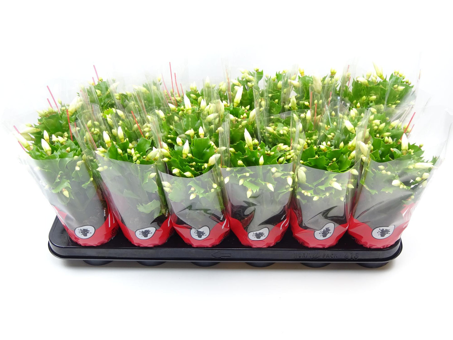 Schlumbergera 9 cm Wit – Pflegeleichte Weihnachtskaktus Zimmerpflanze