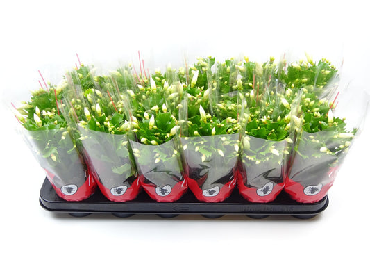 Schlumbergera 9 cm Wit – Pflegeleichte Weihnachtskaktus Zimmerpflanze