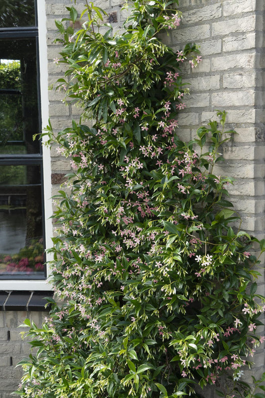 2x Trachelospermum 'Star of Ibiza' – Duftende Kletterpflanze Ø15cm