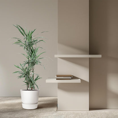Dracaena Warneckei – Pflegeleichte Zimmerpflanze 145 cm