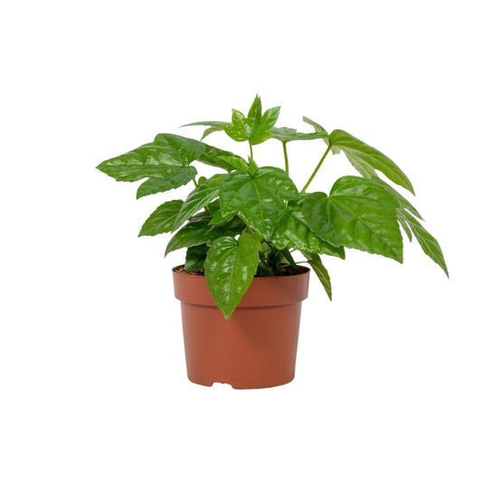 Fatsia Japonica – Pflegeleichte Japanische Aralie im 12 cm Topf