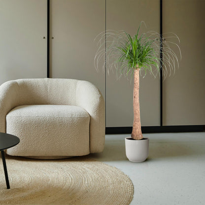 Beaucarnea Stamm – 120 cm – pflegeleichte Zimmerpflanze