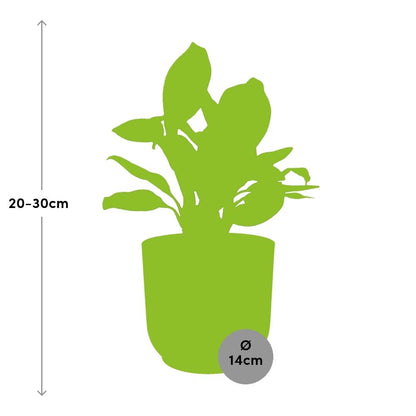 Aglaonema Christina – Pflegeleichte Zimmerpflanze im ELHO Vibes Fold 14cm Gelb