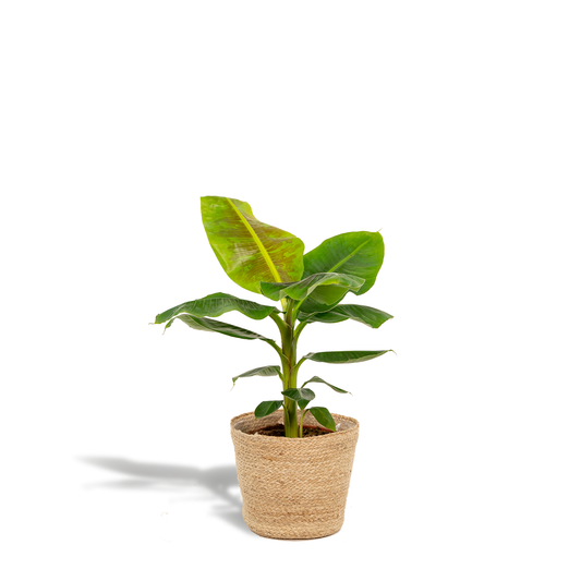 Musa Dwarf Cavendish – Tropische Bananenpflanze Ø21cm mit Korb
