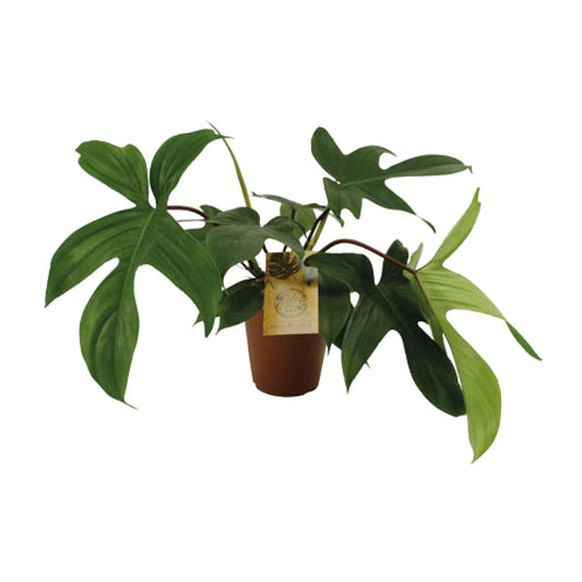 Philodendron Florida Green – Pflegeleichte Zimmerpflanze 15 cm
