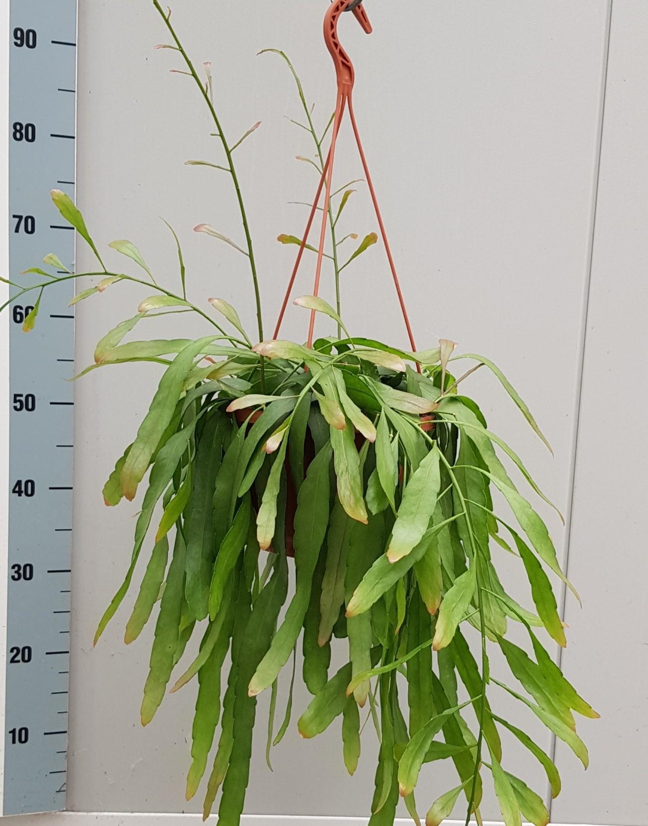 Rhipsalis Red Coral – Pflegeleichte Korallen-Kaktus-Pflanze Ø20cm