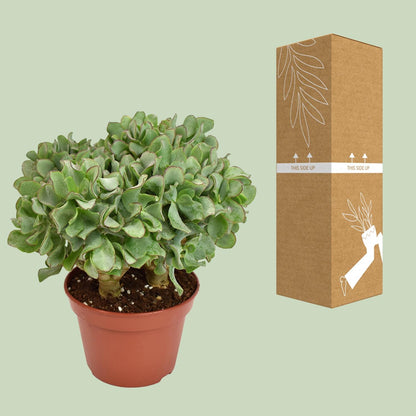 Crassula Arborescens Undulatifolia – Silberdollar-Pflanze Ø15cm