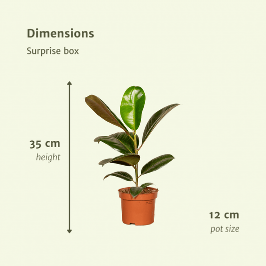 Überraschungs Zimmerpflanzen Box – 10 pflegeleichte Pflanzen Ø12cm