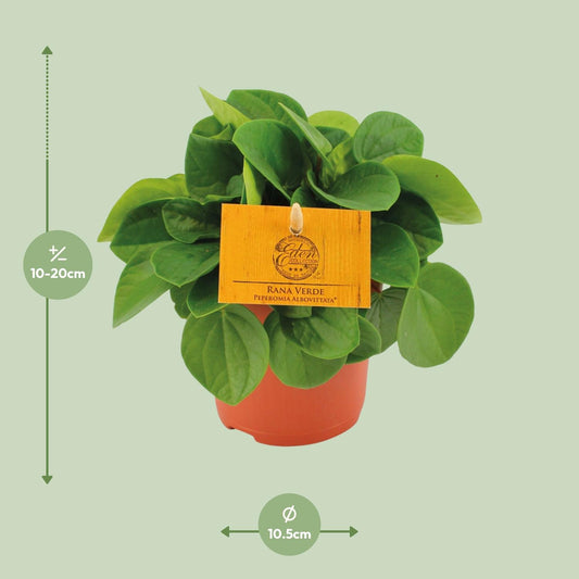 Peperomia Rana Verde – Pflegeleichte Zimmerpflanze Ø11cm