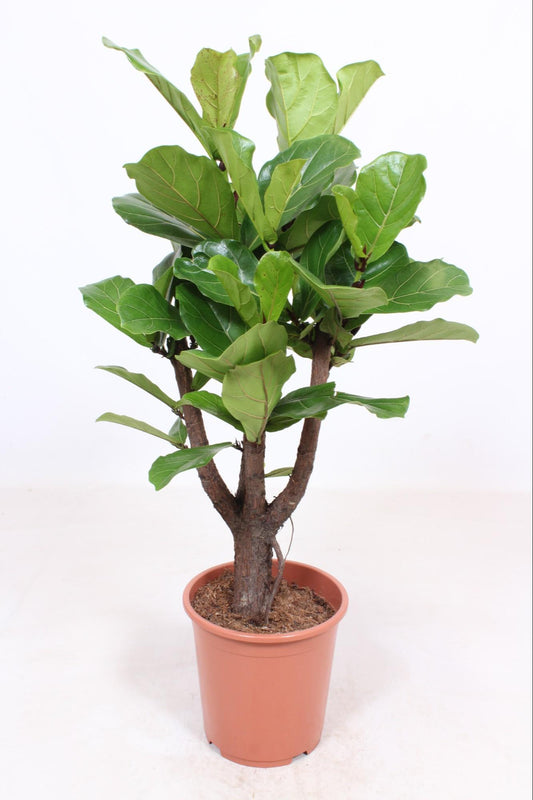 Ficus Lyrata verzweigt - Ø27cm - ↕120cm