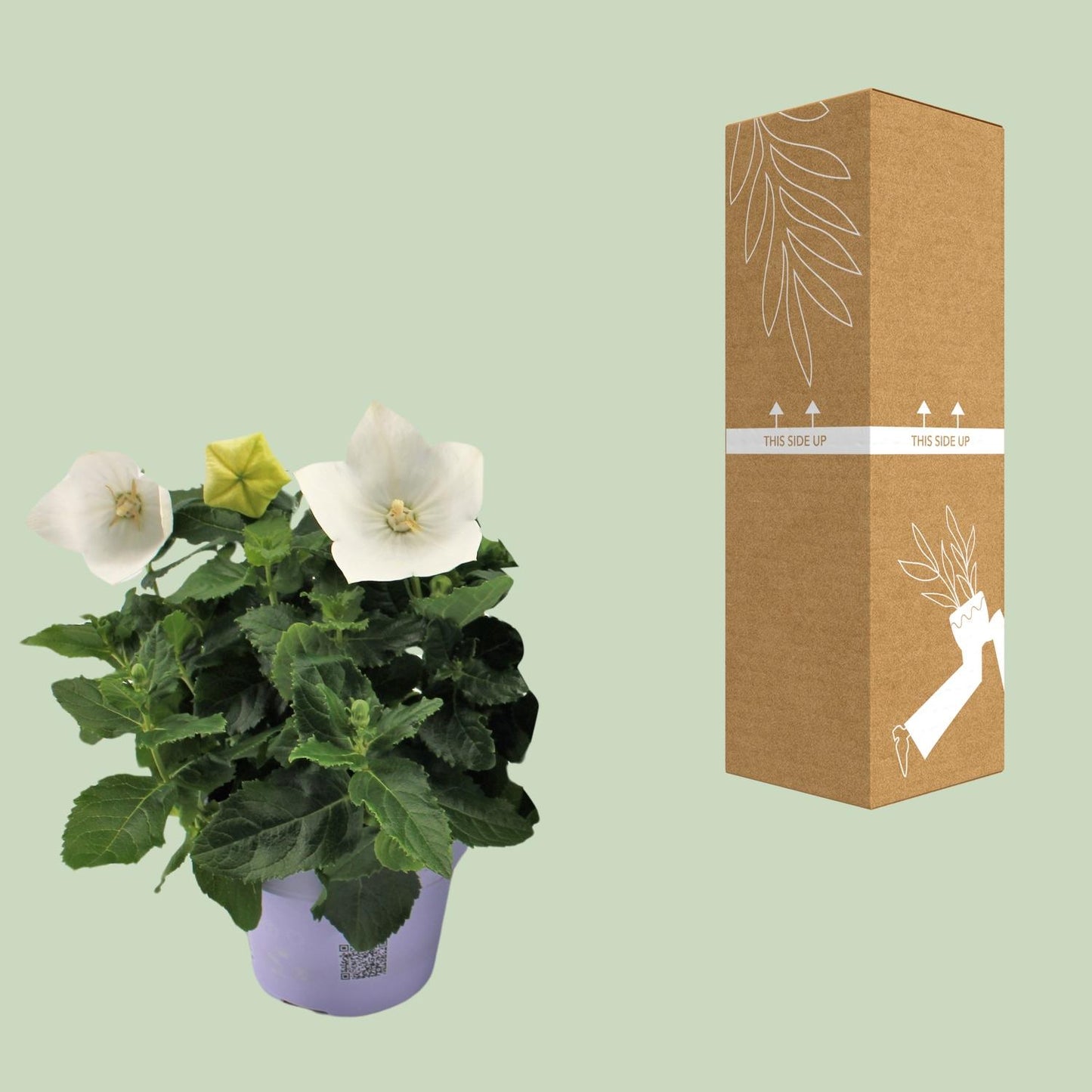 Platycodon White – Ballonblume Ø12cm, 22cm Höhe