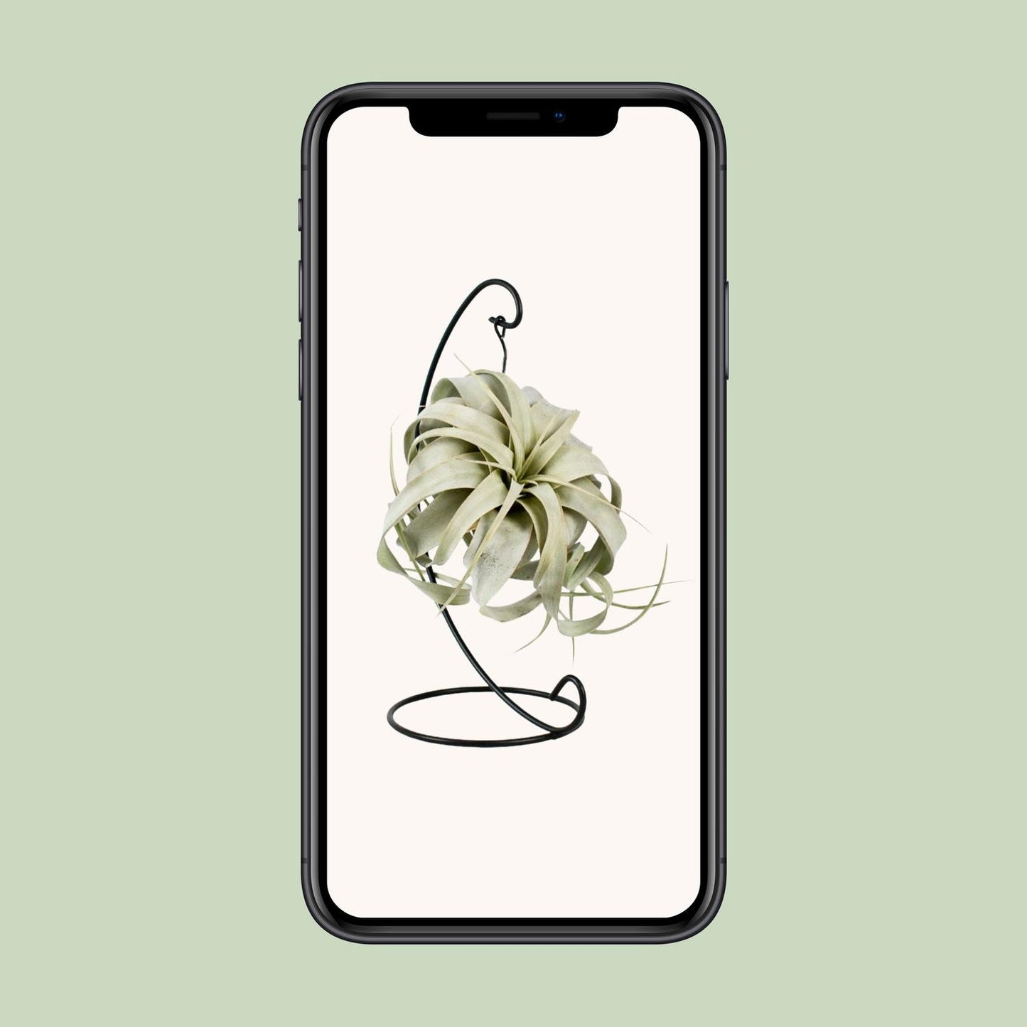 Tillandsia King Xero – pflegeleichte Luftpflanze Ø12cm